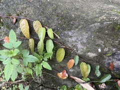 Ficus sarmentosa nipponica