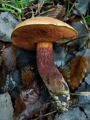 Suillellus queletii