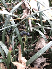 Liriope