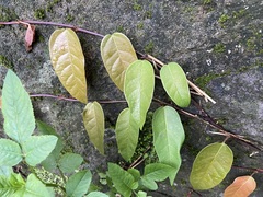 Ficus sarmentosa nipponica