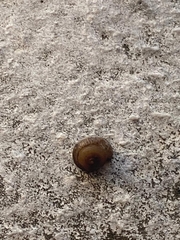 Hygromia cinctella