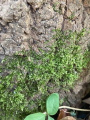 Rhynchostegium confertum