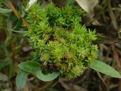 Protea witches broom phytoplasma