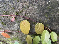 Ficus sarmentosa nipponica