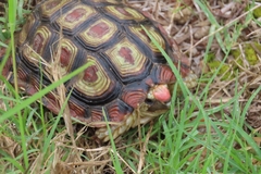 Homopus areolatus