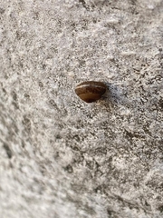 Hygromia cinctella