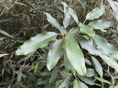 Daphniphyllum oldhami