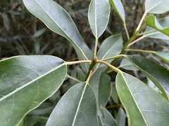 Daphniphyllum oldhami