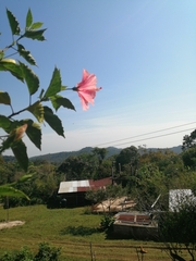 Hibiscus rosa-sinensis