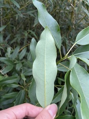 Daphniphyllum oldhami