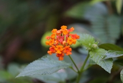 Lantana camara