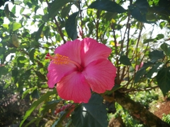 Hibiscus rosa-sinensis