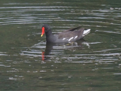 Gallinula chloropus meridionalis