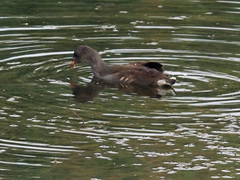 Gallinula chloropus meridionalis