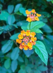 Lantana camara