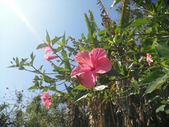 Hibiscus rosa-sinensis