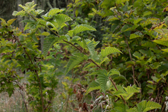 Rubus hawaiensis