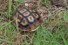 Homopus areolatus