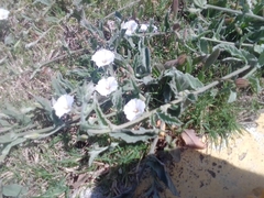 Convolvulus hermanniae