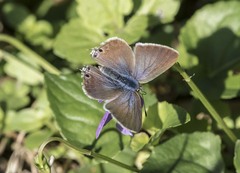Lampides boeticus