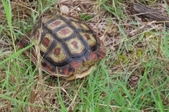 Homopus areolatus