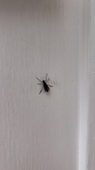 Penthetria heteroptera