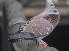 Columba guinea phaeonota