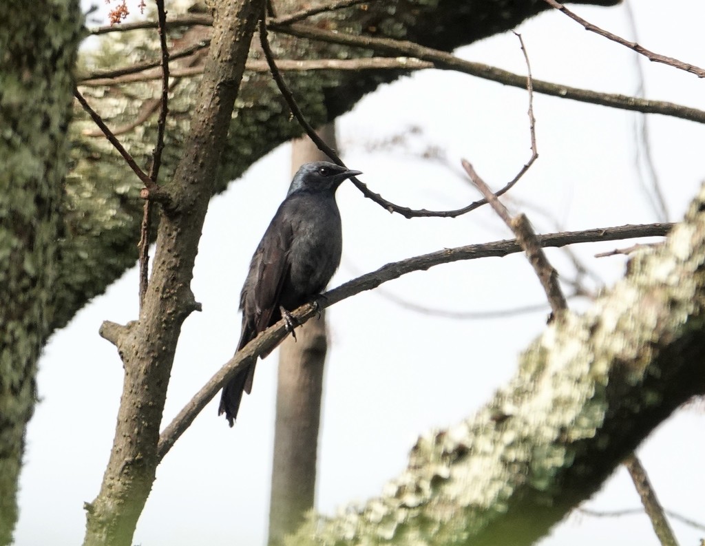 Stuhlmann's Starling photo