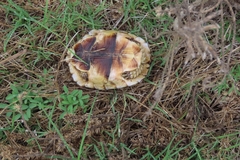 Homopus areolatus