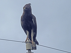 Lophaetus occipitalis