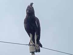 Lophaetus occipitalis