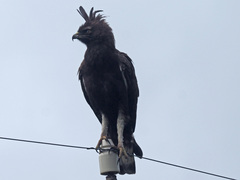 Lophaetus occipitalis