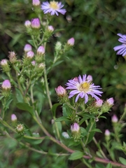 Symphyotrichum elliottii