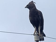 Lophaetus occipitalis