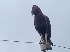 Lophaetus occipitalis