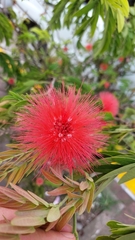 Calliandra houstoniana