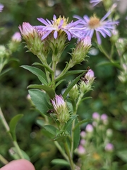 Symphyotrichum elliottii