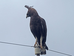 Lophaetus occipitalis