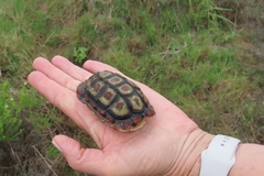 Homopus areolatus