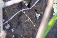 Anstenoptilia marmarodactyla