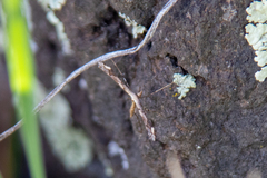 Anstenoptilia marmarodactyla