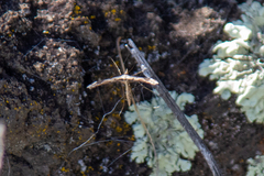Anstenoptilia marmarodactyla