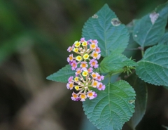Lantana camara