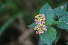 Lantana camara
