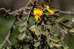 Sophora chrysophylla