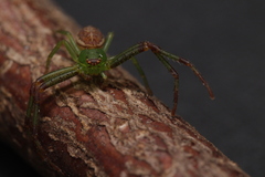 Diaea