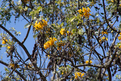 Sophora chrysophylla