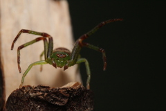 Diaea