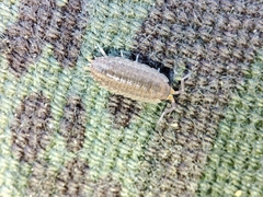 Porcellionidae