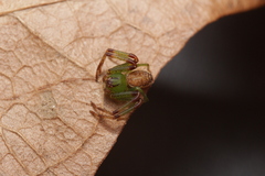 Diaea